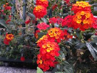 IMG 3195 (1)  Like candy!